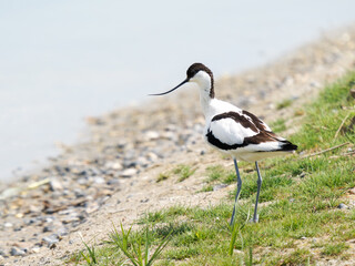 Avocette élégante (Recurvirostra avosetta) en bord de berge, observant son environnement – Parc...