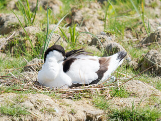 Avocette élégante (Recurvirostra avosetta) en incubation sur son nid dans un habitat de gravière...