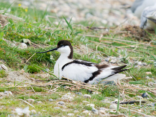 Avocette élégante (Recurvirostra avosetta) en incubation sur son nid dans un habitat de gravière...