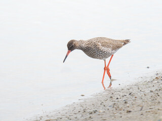 Chevalier gambette (Tringa totanus) en recherche de nourriture au bord de l’eau – Parc du Marquenterre