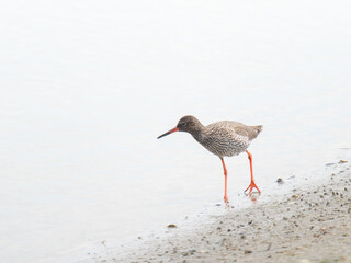 Chevalier gambette (Tringa totanus) en recherche de nourriture au bord de l’eau – Parc du...