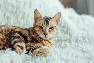 Bengal kitty cat laying on the white fury blanket indoors