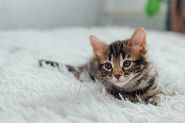 Cute bengal one month old kitten on the white fury blanket close-up.