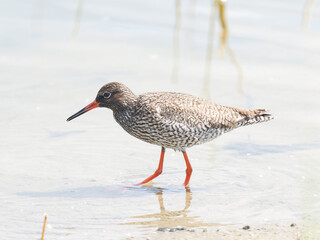 Chevalier gambette (Tringa totanus) en recherche de nourriture au bord de l’eau – Parc du...