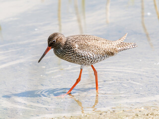 Chevalier gambette (Tringa totanus) en recherche de nourriture au bord de l’eau – Parc du...