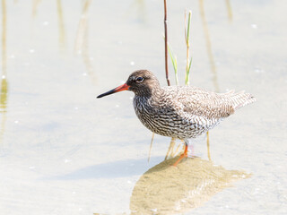 Chevalier gambette (Tringa totanus) en recherche de nourriture au bord de l’eau – Parc du...