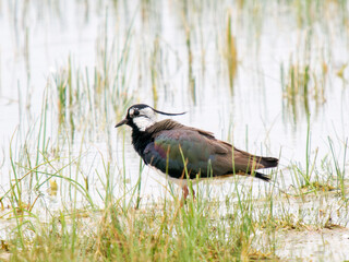 Vanneau huppé (Vanellus vanellus) en quête de nourriture dans une zone humide – Parc du Marquenterre