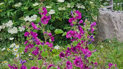 Sweden. Malva sylvestris is a species of the mallow genus Malva, of which it the type species....