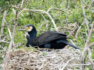 Grand Cormoran (Phalacrocorax carbo) avec ses petits au nid dans une colonie arboricole – Parc du Marquenterre