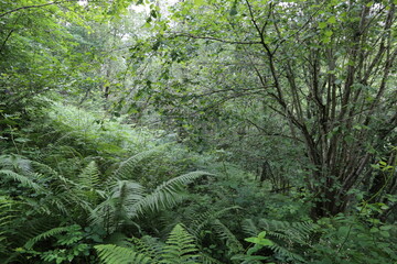 Bosque