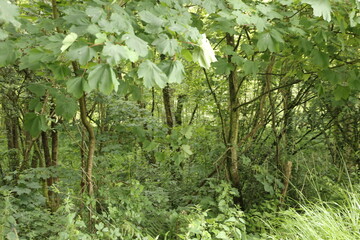 Bosque