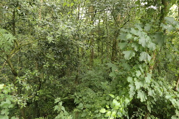 Bosque