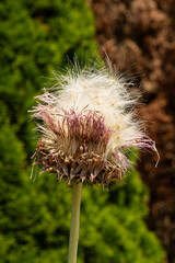White fluffy dry flower on green background