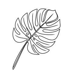 Single line drawing of a monstera leaf © motiur vector artist