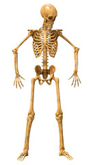 3D Rendering Human Skeleton on White