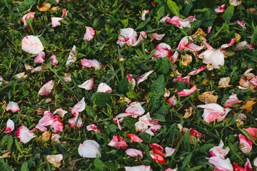 Colorful rose petals lie among fresh grass and dry leaves. This image captures the natural process...