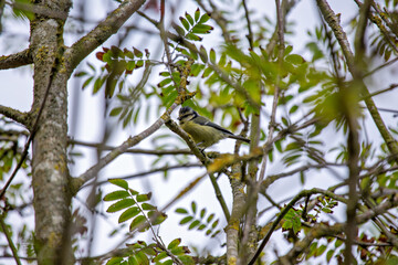 Eurasian Blue Tit (Cyanistes caeruleus) in Phoenix?Park, Dublin – common in Europe’s woodlands