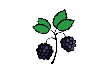 blackberry plant illustration in sketch vector art