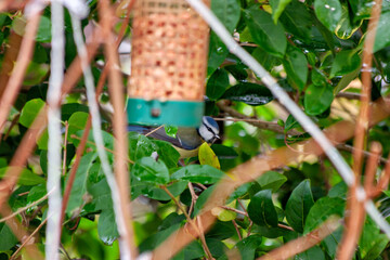 Eurasian Blue Tit (Cyanistes caeruleus) in Phoenix?Park, Dublin – common in Europe’s woodlands