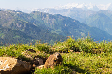 Alpine marmot (Marmota marmota) in the Swiss Alps