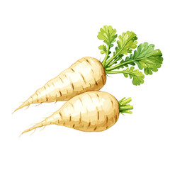Two Whole Fresh Parsnips with Leaves