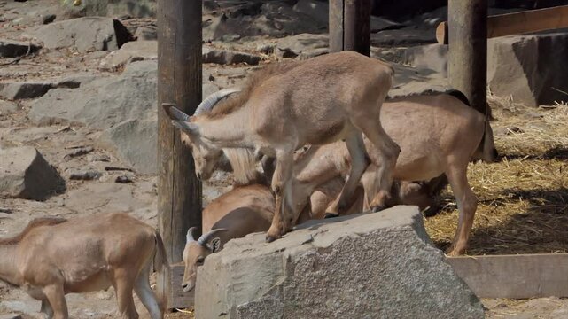 The Barbary sheep. Latin name - Ammotragus lervia