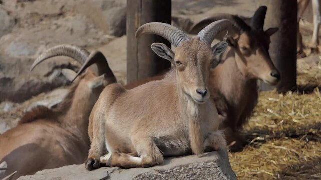 The Barbary sheep. Latin name - Ammotragus lervia