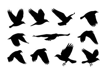 Obraz premium Vector silhouettes of various birds in flight isolated on white background