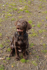 Labrador