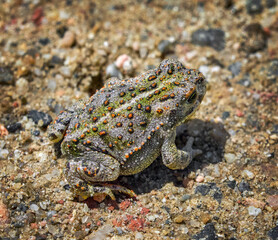 Fotografía macro de un pequeño sapo corredor ( Epidalea calamita) español en el suelo, en Castilla y León