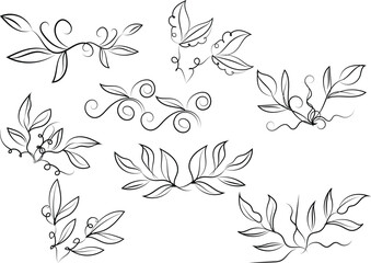 Elegant Floral Vector Elements with Swirls and Leaves