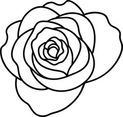Ranunculus flower head black line drawing vector illustration