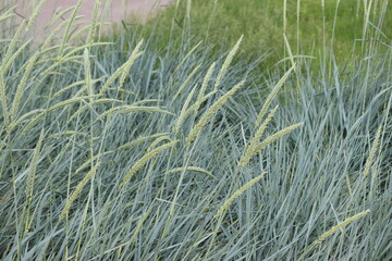 Green sea lyme grass (Leymus arenarius) in summer garden