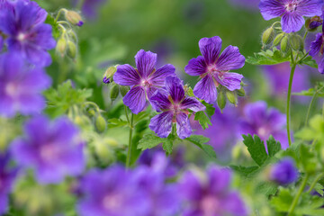 Close up of purple geraniums (geranium x magnificum) in bloom