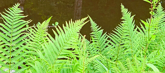 Green fern on the background of the forest lake and trees.