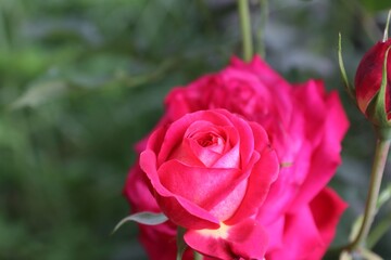 Beautiful Red Roses in Lush Summer Garden