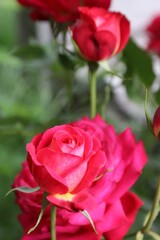 Beautiful Red Roses in Lush Summer Garden