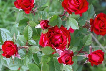 Beautiful Red Roses in Lush Summer Garden