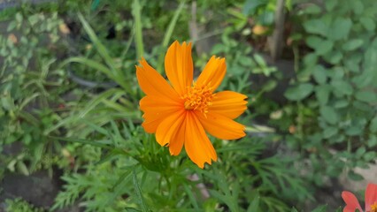 Beautiful orange Cosmos sulphureus flower blooming in the garden. Also known as Kenikir sulfur, sulfur cosmos and yellow cosmos.