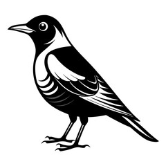  bird vector illustration