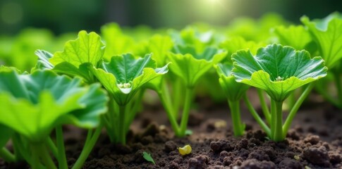 Vibrant green zucchini plants thriving in summer garden , rural, healthy, crop