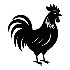 rooster isolated on white background