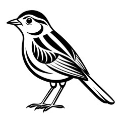  bird vector illustration