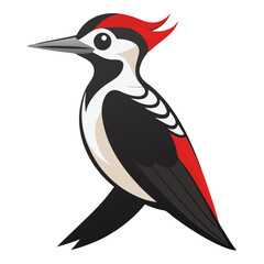  bird vector illustration