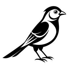  bird vector illustration