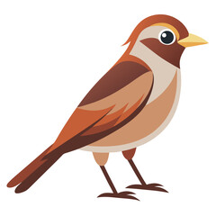  bird vector illustration