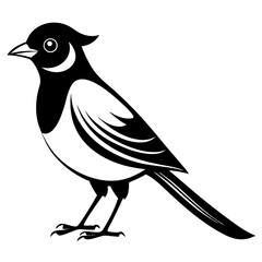  bird vector illustration