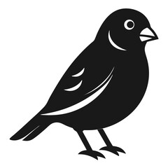  bird vector illustration