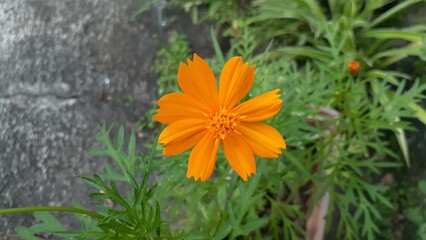 Beautiful orange Cosmos sulphureus flower blooming in the garden. Also known as Kenikir sulfur,...