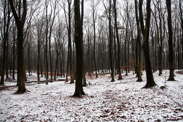 Dunkler Wald im Winter in Norddeutschland